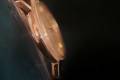 Omega-Seamaster-14765-cal552-1960-18k