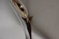 Universal Geneve-Outdoorsman-10743-cal 263-1945-18k gold